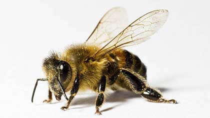 Image of Bee